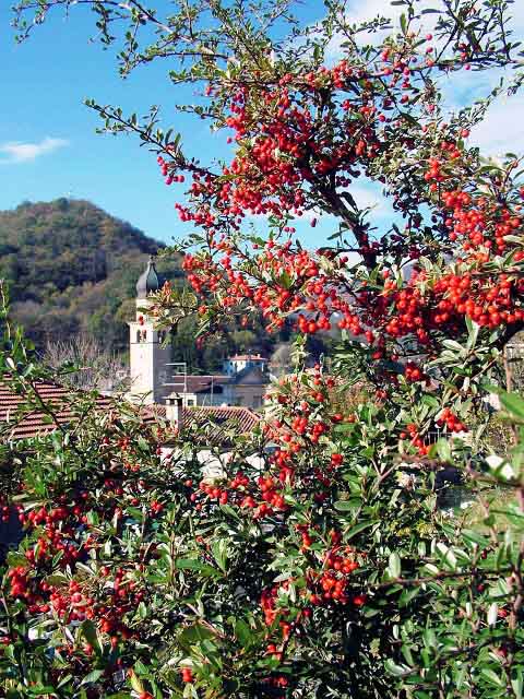 Poesia senza voce nel Giardino Museo Bonsai della Serenit�.